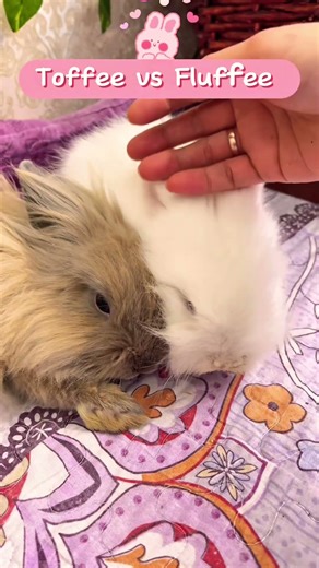 ⁠ ⁠Bunny Training Tips That Actually Work! 🐇🎓 #bunny #viralvideo