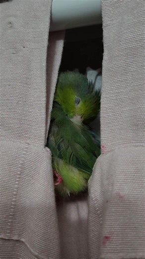 The cutest little green bean | Follow the Feathers