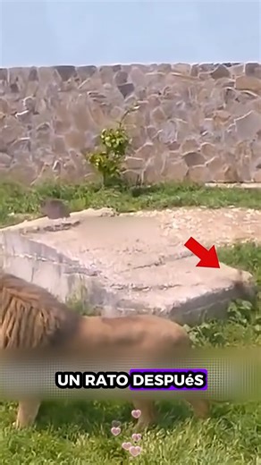 195K views · 2.2K reactions | R1211009 Leones rescatados (Parte 1) Mira la parte 2 en los comentarios  | Rescatando con Amor | Facebook