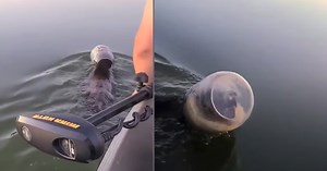 Family On A Boat Comes Across A Bear Swimming With Its Head Stuck In A Jar