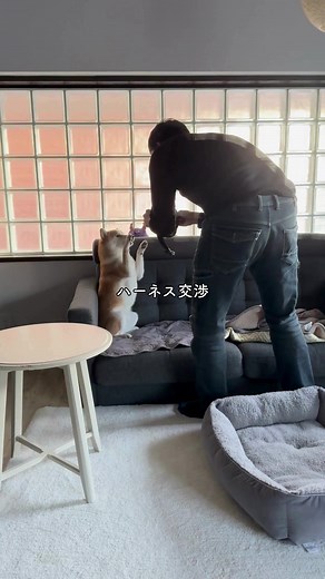 「ハーネス交渉」の日常とその重要性