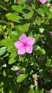 This Tiny Flower Has a BIG Secret! 🌸 | Sadabahar / Periwinkle Flowers (Catharanthus Roseus) #shorts