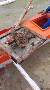 3.4K views · 26 reactions | Clean and cook saang or spider shell   #spidershell #seafood #islandlife #reelsviralシ #fbreels2025ツ #everyonehighlightsfollowers | Bonivie Espinosa Pigon | Facebook