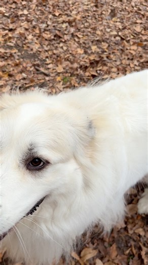 Our Great Pyrenees was amazing off leash never left our side while camping in the mountains ❤️ #greatpyrenees #greatpyreneesofthehour #greatpyreneesoftheday | Kinsley The Great