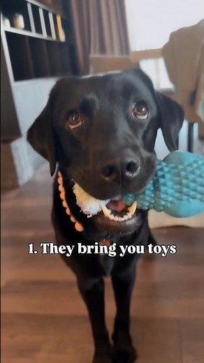 Dogs Do THIS When They Care About You!