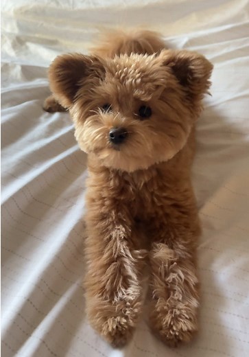 Discover Adorable PomaPoop Puppies and Their Adventures