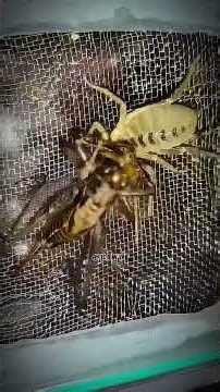 This is what happens when two camel spiders meet ⚠️🦂 #nature #survival