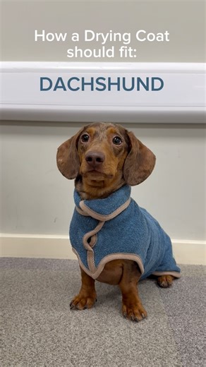 1K views · 24 reactions | How a Drying Coat should fit on a Dachshund!  Did you know we have sizes specifically designed for Dachshunds, Corgis, Basset Hounds (and all short legged breeds) that still allow their little legs to move comfortably? Moose wears a size DM in the Sandringham Blue from our Classic Collection ♥️ #ruffandtumbledogcoats | Ruff & Tumble Dog Drying Coats | Facebook