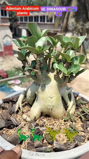 Adenium Arabicum plants.#short #gardening #trending #viral