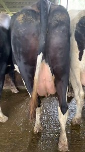 1K views · 46K reactions | #maroc #españa #super_holland #fatalframes | Imazighn dina gnak lan | Facebook