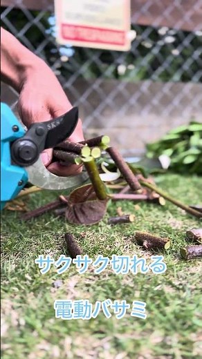 [庭木剪定DIY]庭木の手入れで高く伸びた枝を楽に切る#剪定 #高枝切り #庭DIY #ガーデニング #家庭菜園 #剪定バサミ #高枝切りバサミ #家庭菜園 #庭作業 #gardening