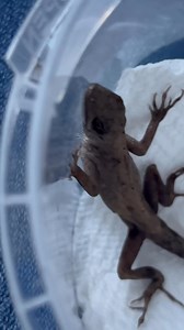 Poor frozen lizard. This poor little fellow was stuck to the sidewalk. I didn’t know if I could revive him or not so I put him in the incubator and he’s alive. Yay.!! #lizard #ArcticBlast #arcticblast2026 | Little Bit Wildlife Rescue