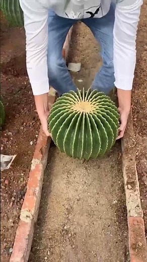 Harvesting Massive Cactus at the Farm! 🌵