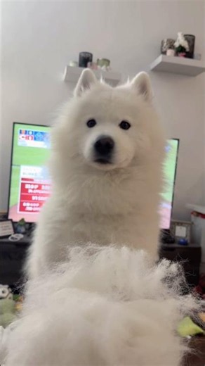 All the floof brushed out of my face… I tried fo eat it 🤭