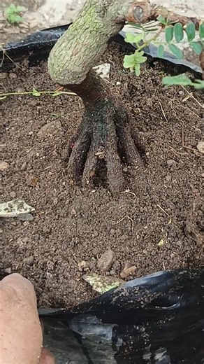 Split the tamarind stem #shorts #shortsfeed #shortsvideo #art #bonsaitree