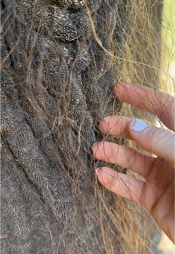 Cute Elephant Hair: The Adorable Side of These Giants