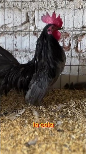 Colors of Crossbreeds, Splash, and the Impact of Inbreeding