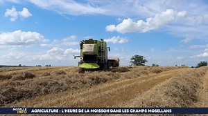🚜 Chaque année, les moissonneuses-batteuses sont de sortie. Les grains d'orge, de blé ou encore de colza qui ont été semés, sont ramassés avant de commencer la période du déchaumage. Cette année, la moisson a été compliquée pour les agriculteurs : les fortes pluies ont pas mal retardé le travail. | Moselle TV