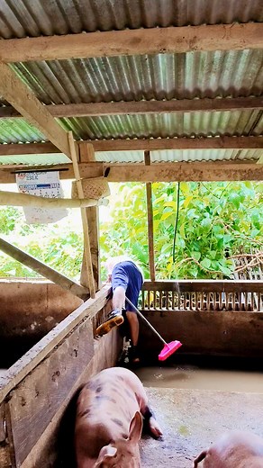 2.4K views · 33 reactions | Wallowing pool makes cleaning easier #pigfarming | Guiller Tigmo Jr. | Facebook