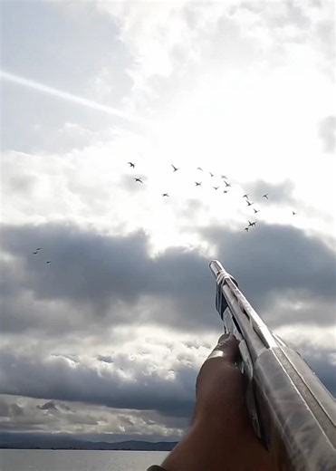 Almost same exact shots different birds ! #duckhunting #waterfowl #hunting ‪@bossshotshells‬