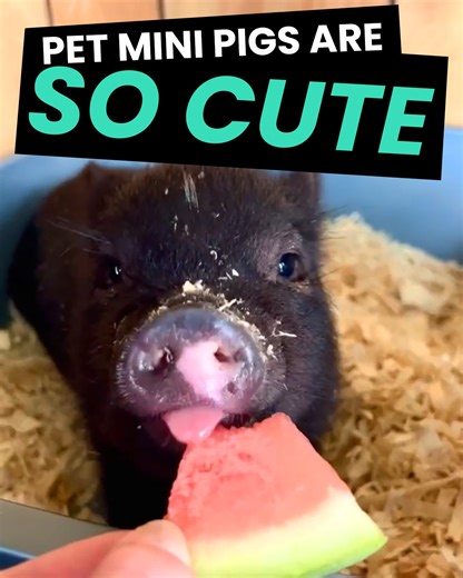 13K views · 1.1K reactions | OMG these MINI PIGS are so adorable!  Comment if you have a pet mini pig!  #cute #pets | Animal Antics | Facebook