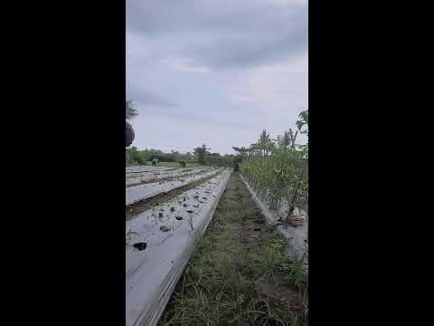 “Funny Mulch Moment! Farmers vs Wind While Setting Up Chili Beds 😂🌶️”