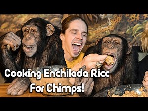 Cooking Enchilada Rice for Chimps | Chimp Dinner Live