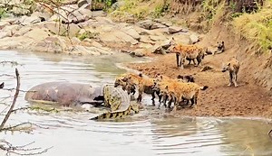 1.7K views · 25K reactions | Hyenas vs crocodiles over a carcass #enaileputours #planetearth #safari #safariadventure #discovery #tembeakenya #travelblogger #kenya #travelkenya #ExploreKenya #naturelovers #nationalgeographic #wildlifephotography #magicalmoments #kenyasafari #travel #wildlife #nature #magicalkenya #wild #natgeowild #bbctravel #bbcearth #natgeo | Evans Kimojino | Facebook