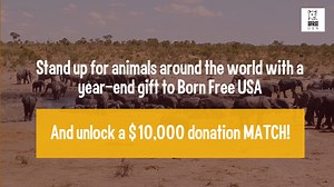 Born Free USA had a lot of wins for wildlife this year – all made possible thanks to you! Celebrate these successes, start us off strong in 2022, and help unlock a $10,000 MATCHING GIFT with a year-end donation to Born Free USA! Visit bornfreeusa.org/match to make your donation or give via Facebook! #wildlife #wildlifeconservation | Born Free USA