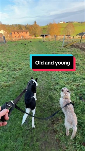 Tyler, our 16-year old border terrier and Teg, our blind border collie, love their evening walks… #dogfriendly #borderterrier #bordercollie #petfriendly #holidaycottages