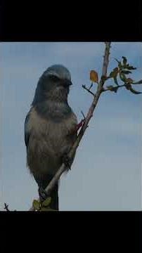 Curious Scrub Jay lands on my Head!!!