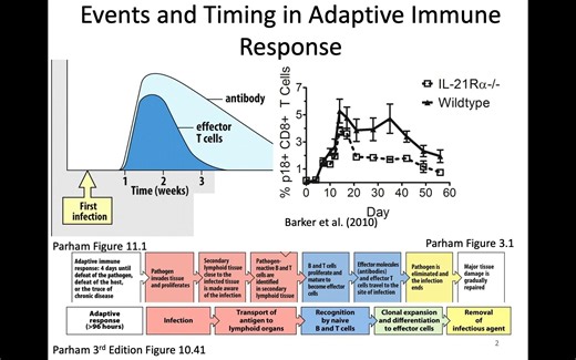 Immunology Fall 2023 Lecture 21 T Cell Activation 1