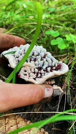 This weird looking mushroom is known as the Bleeding Tooth Fungus! (No, this is not edible…) 🍄 Hydnellum Peckii Did you know that the bright red liquid droplets that exude from the upper surfaces are acrid/hot?! This video is from the incredible 📸- IG @villtussa! If you haven’t checked out their page, show it some love!! For freaking fungi, give us a follow! 🍄🍄🍄 #mushroomsociety #mycelium #ecology #ecologytiktok #thefutureisfungi #forestfinds #mushroomasthetic #mushroomtimelapse #mushroomti