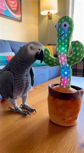Parrot vs. Talking Cactus Toy – The Scream Showdown! #AfricanGrey #ParrotComedy #TalkingCactusToy