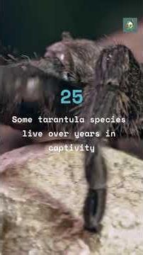Tarantulas Are Actually The Calmest Spiders