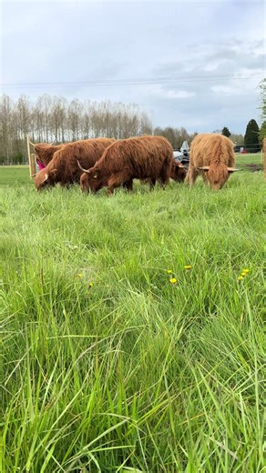 We have some very #happy #highlands today new field new grass new fence done ✔️ #farmlife #highlandcow