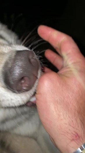 Interacting with a Wild Wolf at Night