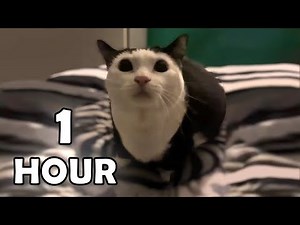 Aw Aw Aw Aw Cat Meme 1 Hour / Aw aw aw aw aw Cat Original 1 Hour