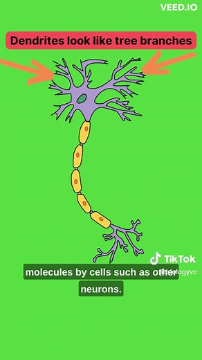 How Neurons Work: Understanding Neurobiology Basics