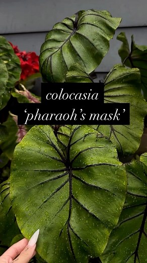 19K views · 719 reactions | colocasia ‘pharaoh’s mask’  loves lots of water and full sun, hardy to zones 7-12. *hardy to zones 7a and 7b with the right care* #colocasia #aroid #gardening | Soundsofstars | Facebook