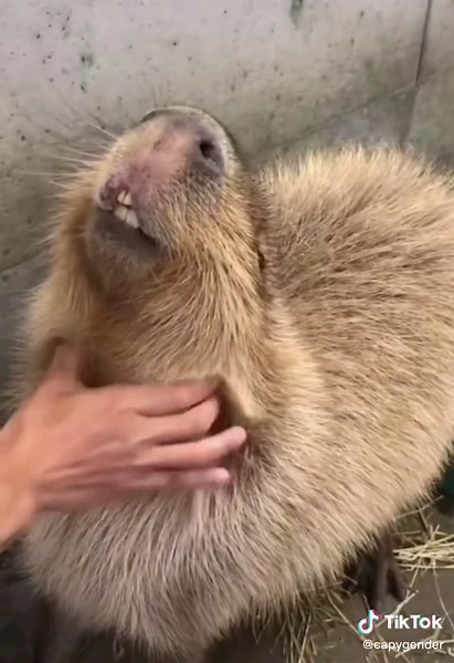 Capybara Edit: Explore the World of Capyslay