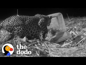 Watch This Mama Leopard Reunite With Her Baby And Carry Him Off In Her Mouth | The Dodo