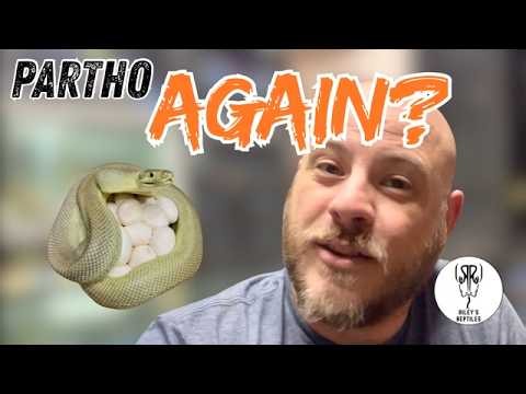 Parthenogenic Super Zebras?! Carpet Python Clutch Laid & Update