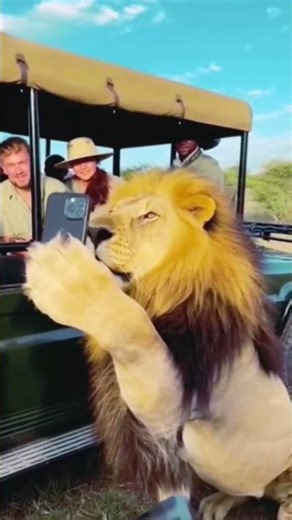 Lion Takes a Selfie With Tourists on Safari 🦁📸 | Unbelievable Wildlife Moment