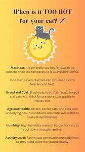 Guide to keeping your cat cool during the summer! #catsofinstagram #summer #cat #cathealth | Best Adventure Cat