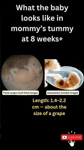 8 Weeks Pregnancy: What’s Happening to Your Baby Now? Pregnancy week by week