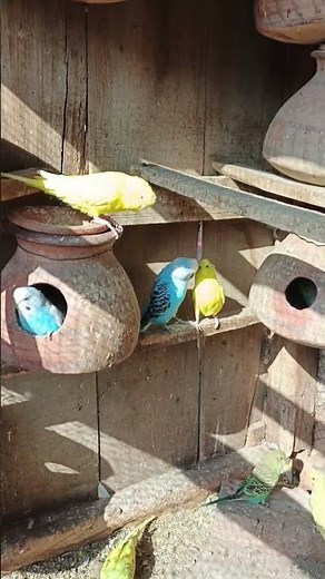 My Birds Budgies 💕😍 | Cute & Happy Parakeets #budgies #chirping #birdsounds