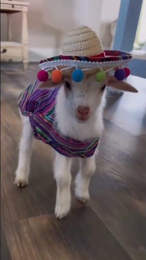 The MOST Funniest Baby Goats You've Ever Seen #shorts #animals #laugh