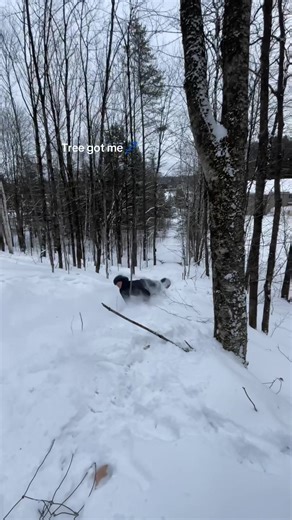 Tree - 1, Me - 0 🌲🏂