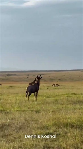 Cheetah Successfully Hunts A Thompson Gazelle
